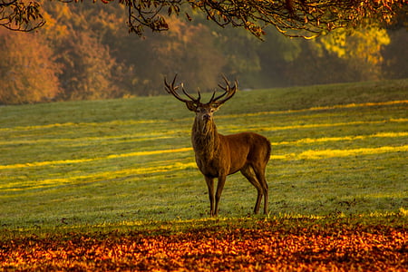 brown stag on green grass field during daytime thumbnail