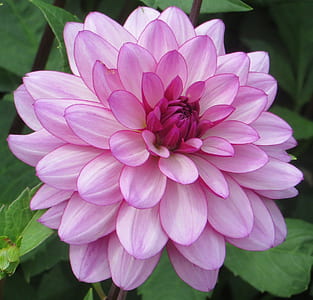 pink dahlia in bloom close up photo thumbnail