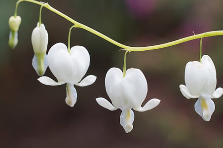 closeup photo of white bleeding heart flowers thumbnail