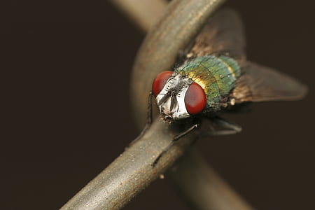 Green Red Fly thumbnail