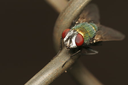 selective focus photo of green and gray fly perching on brown wire thumbnail