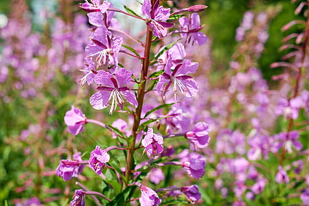 purple flowers thumbnail