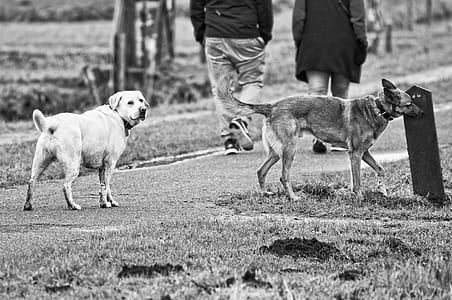 greyscale photography of two dogs thumbnail