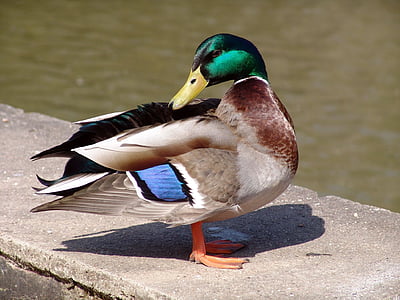 mallard duck on gray concrete wall thumbnail