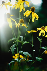 flowers, sunflowers thumbnail