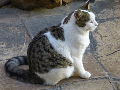 tabby cat sitting on surface thumbnail