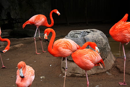 flock of pink flamingo birds standing near rock thumbnail