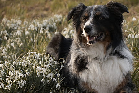 adult black tricolor Australian shepherd lying on grass field thumbnail