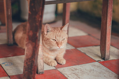 Photography of Orange Tabby Cat Lying on Floor thumbnail