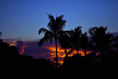 silhouette of palm trees thumbnail