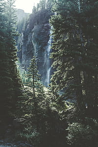 green pine trees near waterfall at daytime thumbnail