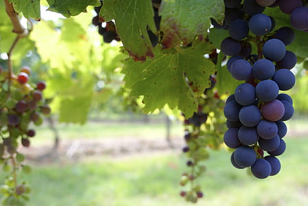 Blue Round Fruit Exposed during Daytime thumbnail