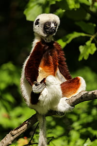 white and brown primate thumbnail