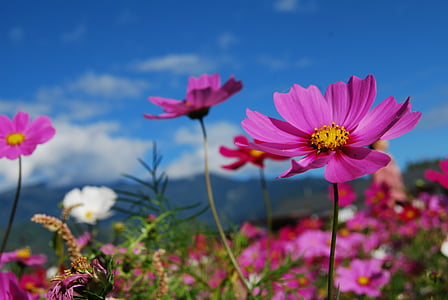 close-up photo of pink cosmos flowers at daytime thumbnail