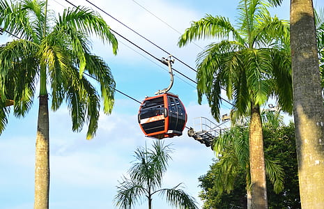 orange and black cable car near palm trees during daytime thumbnail