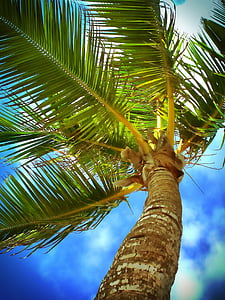 low-angle photography of palm tree during daytime thumbnail
