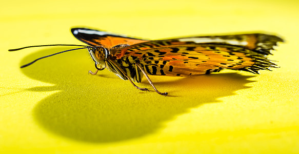 Butterfly, Insect thumbnail