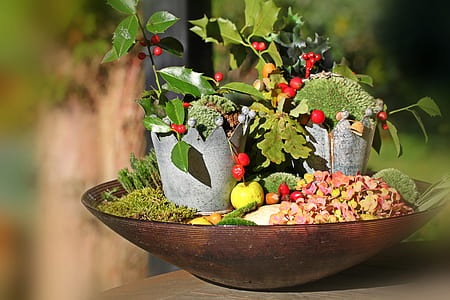 succulent plant on bowl thumbnail