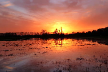 silhouette of trees during golden hour thumbnail