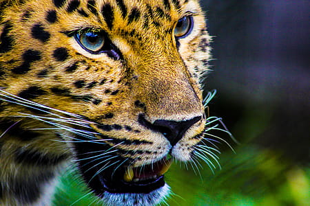 Photography Of Cheetah thumbnail
