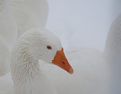 white swan thumbnail