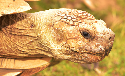 selective focus photography of brown turtle thumbnail