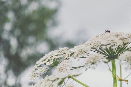 selective focus photography of black bee perched on white flower thumbnail