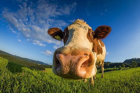 cow on grass field thumbnail