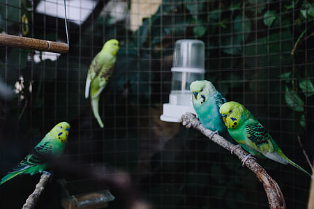 Cute colorful budgies in cage thumbnail
