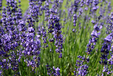 purple petal flowers thumbnail