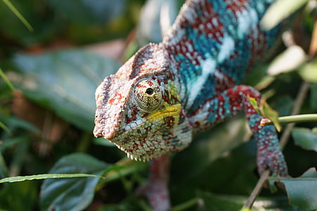 green and red chameleon thumbnail