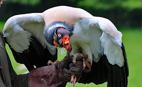 white and black vulture perch on human hand thumbnail