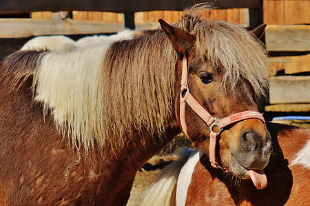brown horse with tongue out standing near stable during daytime thumbnail