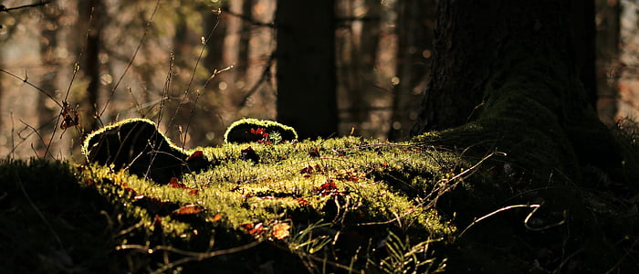 photo of green grass thumbnail