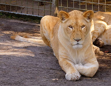 brown lioness lying on floor thumbnail