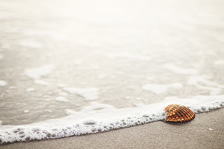 brown seashell on seashore thumbnail