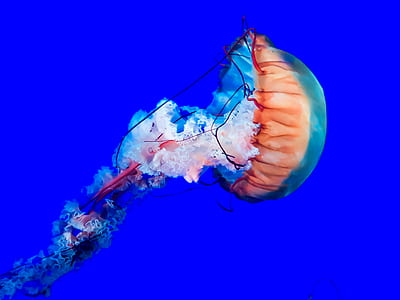 orange and blue jellyfish thumbnail