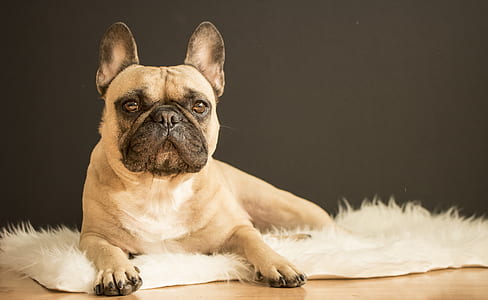 close-up photo of fawn pug on mat thumbnail