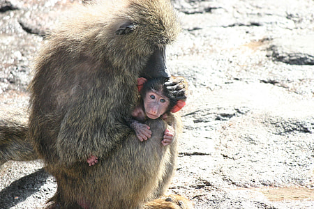 two monkeys outdoors thumbnail
