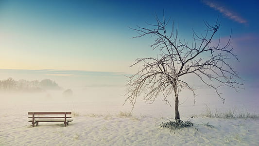 brown wooden bench neat black bare tree thumbnail
