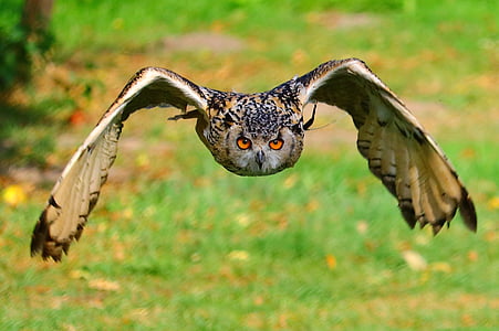 closeup photography of brown, black, and white owl flying during daytime thumbnail