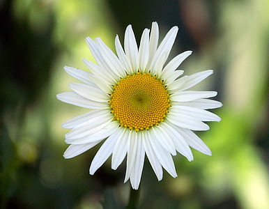 white daisy flower thumbnail