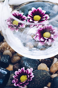 Bowl Of Flowers On Stone Photo thumbnail