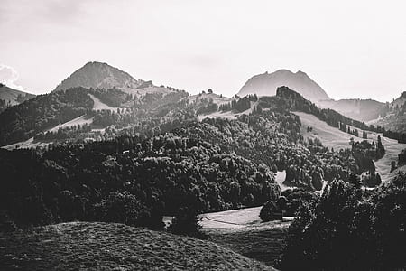 grayscale photo of trees thumbnail