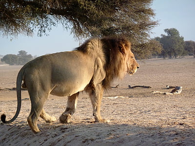 lion walking on desert near tree thumbnail