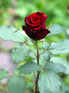 red rose thumbnail