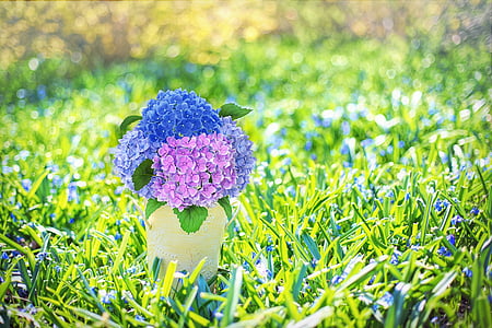 blue and purple hydrangea flowers in white vase on green grasses thumbnail