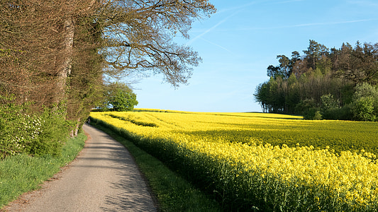 yellow petaled flower field under blue sky during daytime thumbnail