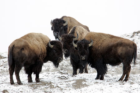 four black-and-brown American Bisons on snow thumbnail