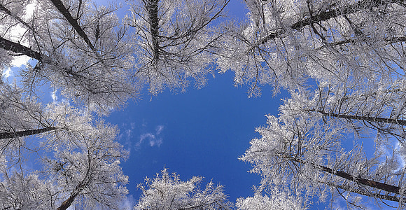 worm-view of white leafed trees thumbnail